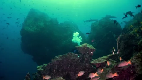 Sharks in Blue Depths Stock Footage 276089098