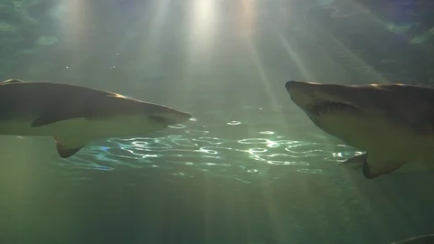 Sharks came across Stock Footage 86090718