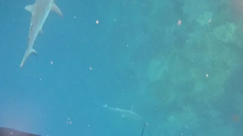 Sharks Chasing Diver in Dirty Water Stock Footage 329711244
