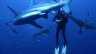 Sharks Circle Around Scuba Diver, Open Ocean Stock Footage