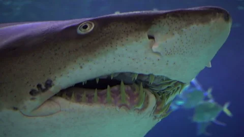 Sharks circling around the reef. 4K footage. Stock Footage 74472900