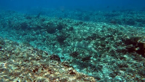 Sharks circling around the reef Stock-Footage 100443208