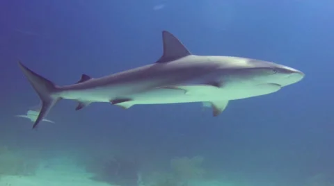 Sharks circling Video stock 47928227