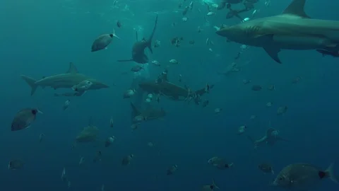 Sharks close by camera with scuba divers underwater Stock Footage 106059895