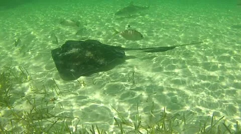 Sharks Close Up Stock Footage 11112642