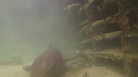 THE SHARKS CLOSE UP Stock Footage 51234969