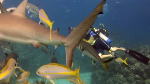 Sharks in close proximity with diver with camera. Stock Footage 234116455