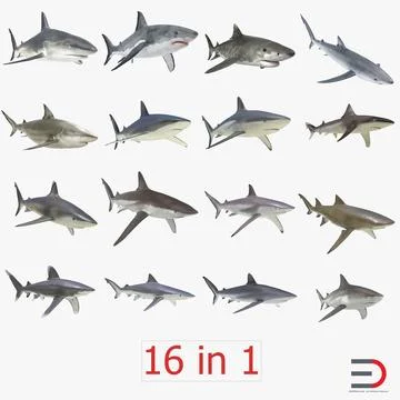 Sharks Collection 2 3D Model