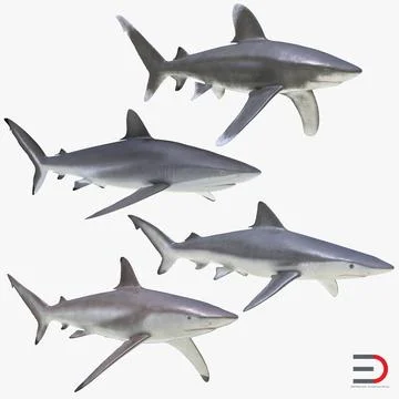 Sharks Collection 6 3D Model
