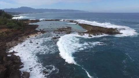 Sharks Cove Video stock 46696524