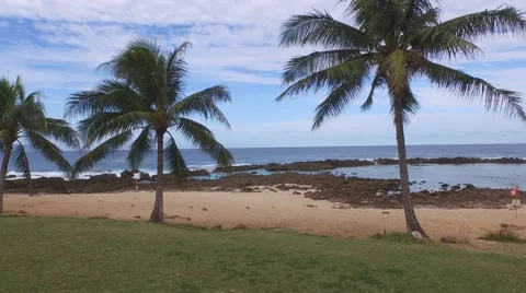 Sharks Cove Stock Footage 46697293