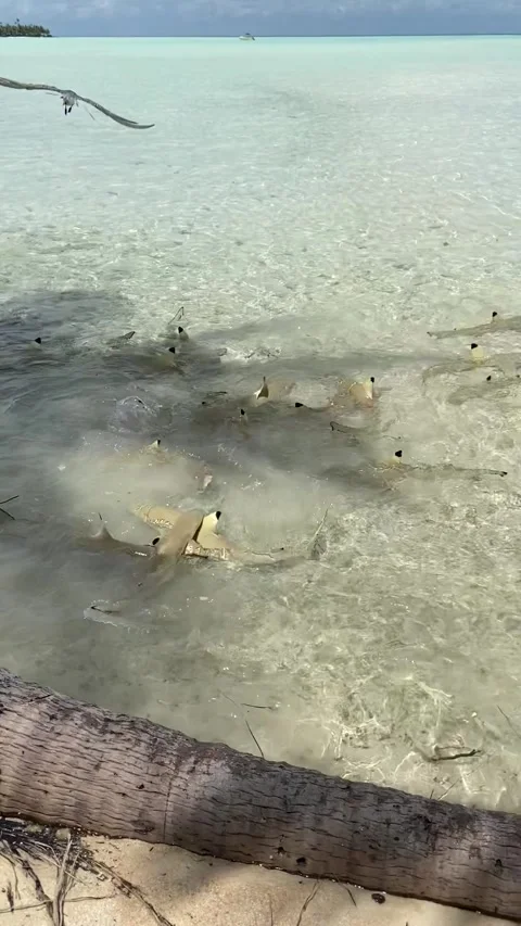 Sharks eating on shallow waters in Rangiroa lagoon Stock Footage 344427219