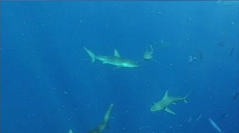 Sharks everywhere  Stock Footage 313797