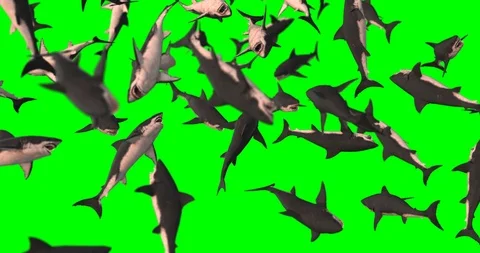 Sharks falling loop Video stock 91861439