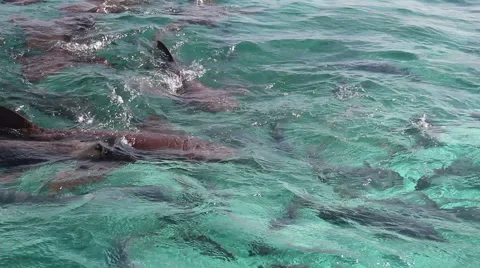 Sharks Feeding Stock Footage 46033143