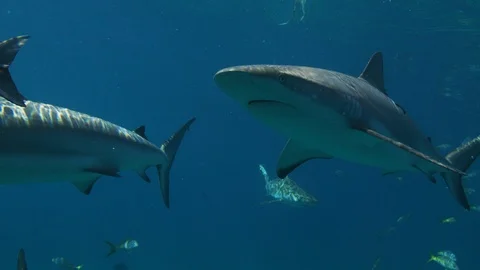 Sharks Feeding Video stock 93845330