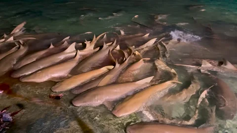 Sharks feeding on the surface, with a stormy sunset in the background Stock Footage 239010623
