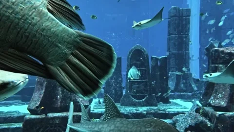 Sharks, fish and rays swim between destroyed buildings. Amazing marine life Video stock 169160348