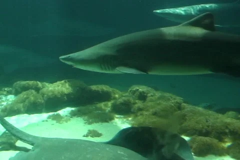 Sharks   動画素材 361267