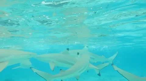 Sharks Stock Footage 11241880