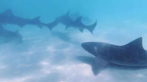 Sharks Stock Footage 116398086