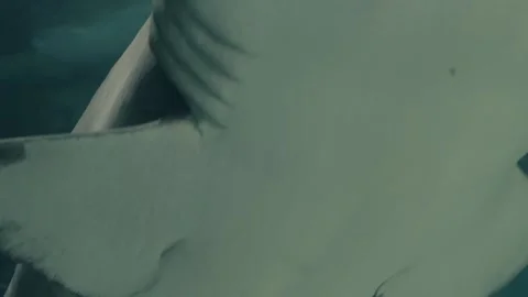 Sharks Stock Footage 277930171