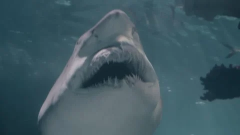 Sharks Stock Footage 277930175