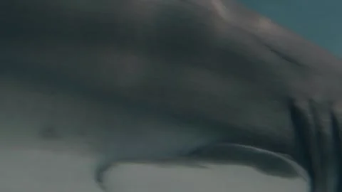 Sharks Stock Footage 277930224
