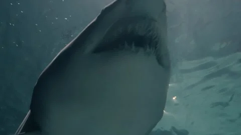Sharks Stock Footage 277930425