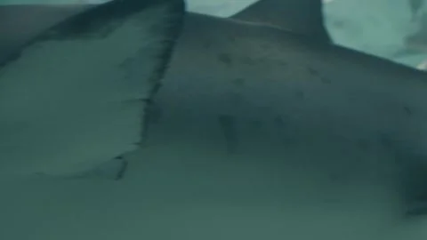 Sharks Stock Footage 277930429