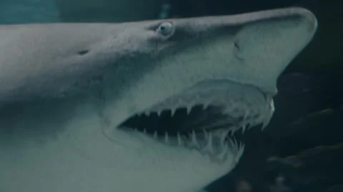 Sharks Stock Footage 277930563