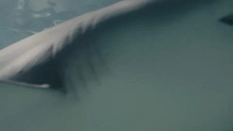 Sharks Stock Footage 277930615