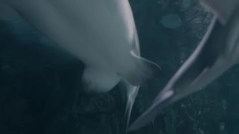 Sharks Stock Footage 277930670