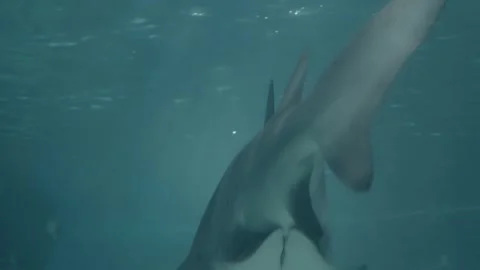Sharks Stock Footage 277930697
