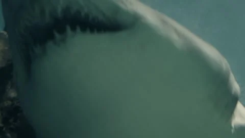 Sharks Stock Footage 277930726