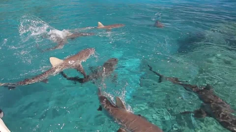 Sharks in group from the surface Stock Footage 50794570