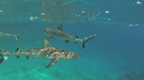Sharks in group very close 2.7K Stock Footage 50794572