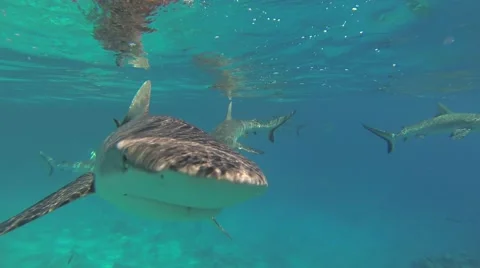 Sharks in group very close from the camera 2.7K Stock Footage 50794565