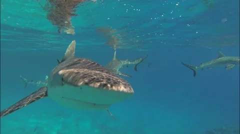 Sharks in group very close from the camera Full HD Stock Footage 50822695