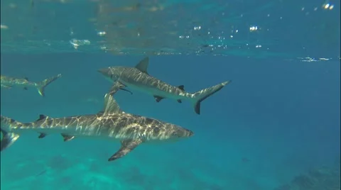 Sharks in group very close Full HD Stock Footage 50822698