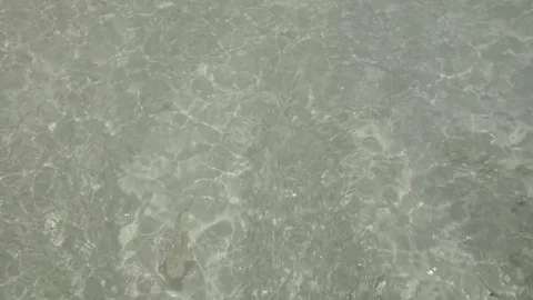 Sharks hunting fish Video stock 74696678