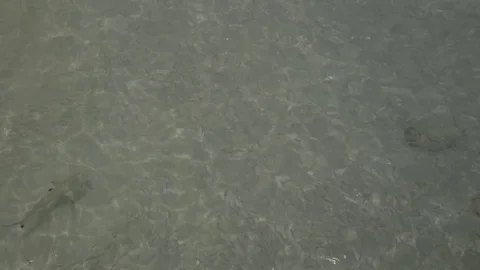 Sharks hunting fish Video stock 74696828