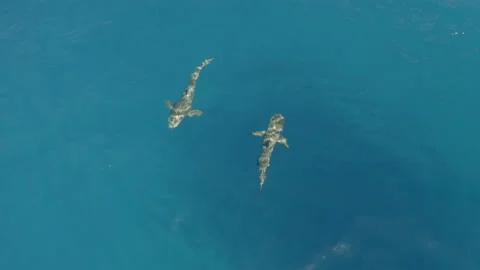 Sharks Near the Ocean Surface Stock Footage 195148446