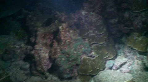 Sharks at night Stock-Footage 57140734