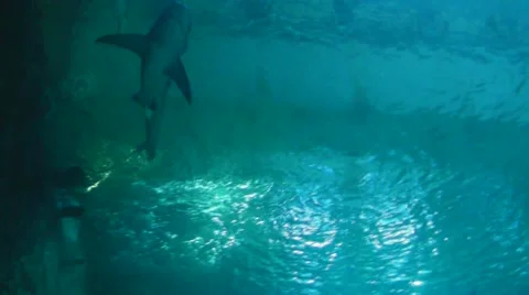 Sharks oceanarium Paris Vidéo 46777588