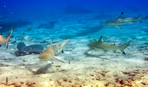 Sharks over a coral reef at ocean.. Stock Photos