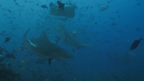 Sharks in Pacific ocean underwater background Stock Footage 99587315