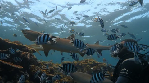Sharks in Pacific ocean underwater background Stock Footage 99589869
