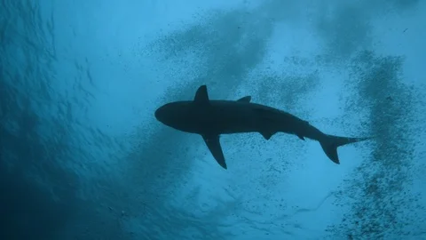 Sharks in Pacific ocean underwater background Stock-Footage 99590182