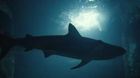 Sharks passing by in slow-motion HD Stock Footage 61723586